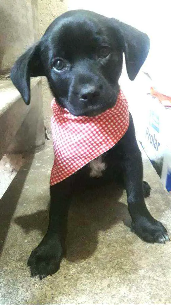 Cachorro ra a  idade Abaixo de 2 meses nome Filhotes Sueli