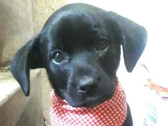 Cachorro ra a  idade Abaixo de 2 meses nome Filhotes Sueli