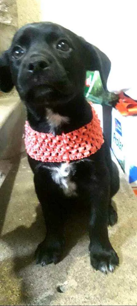 Cachorro ra a  idade Abaixo de 2 meses nome Filhotes Sueli