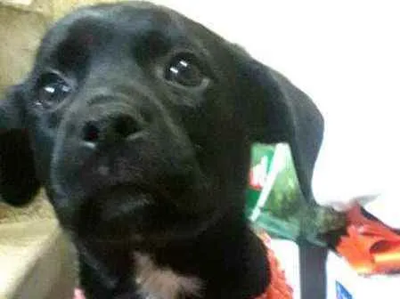 Cachorro ra a  idade Abaixo de 2 meses nome Filhotes Sueli
