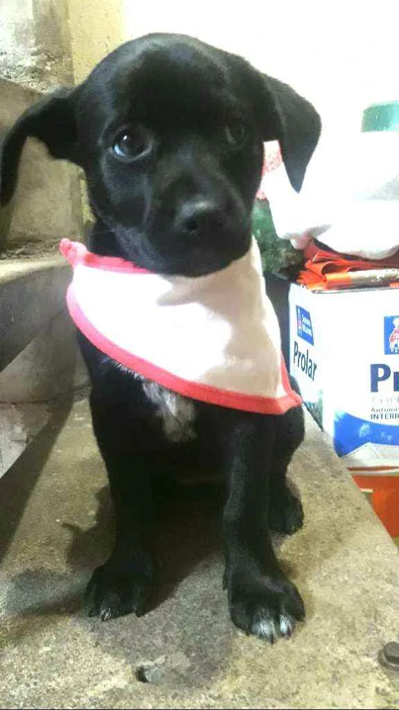 Cachorro ra a  idade Abaixo de 2 meses nome Filhotes Sueli