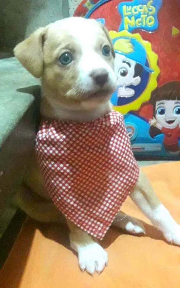Cachorro ra a  idade Abaixo de 2 meses nome Filhotes Sueli