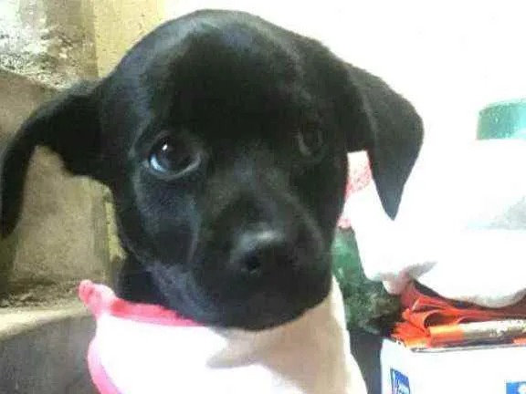 Cachorro ra a  idade Abaixo de 2 meses nome Filhotes Sueli