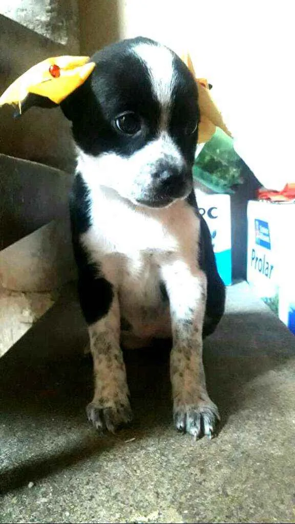 Cachorro ra a  idade Abaixo de 2 meses nome Filhotes Sueli