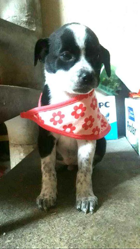 Cachorro ra a  idade Abaixo de 2 meses nome Filhotes Sueli