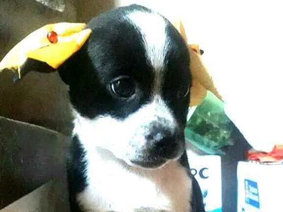 Cachorro ra a  idade Abaixo de 2 meses nome Filhotes Sueli
