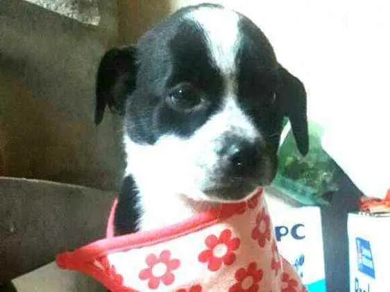 Cachorro ra a  idade Abaixo de 2 meses nome Filhotes Sueli