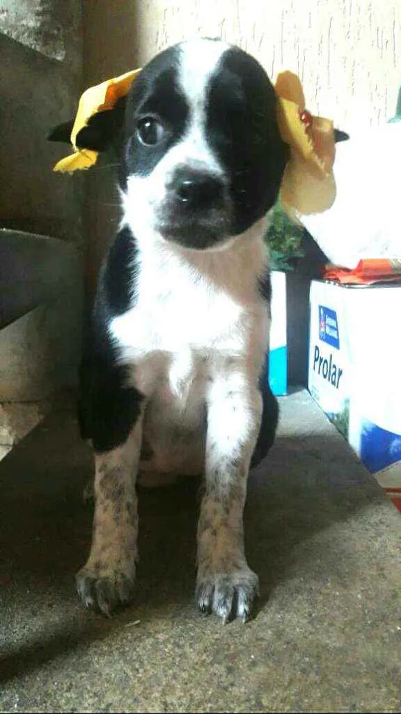 Cachorro ra a  idade Abaixo de 2 meses nome Filhotes Sueli