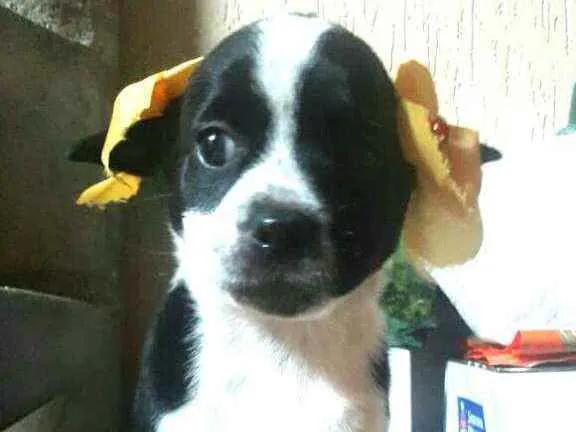 Cachorro ra a  idade Abaixo de 2 meses nome Filhotes Sueli