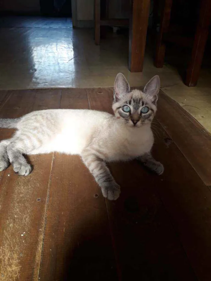 Gato ra a Siamês mestiço  idade 2 a 6 meses nome Max