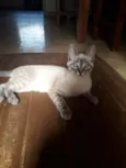 Max