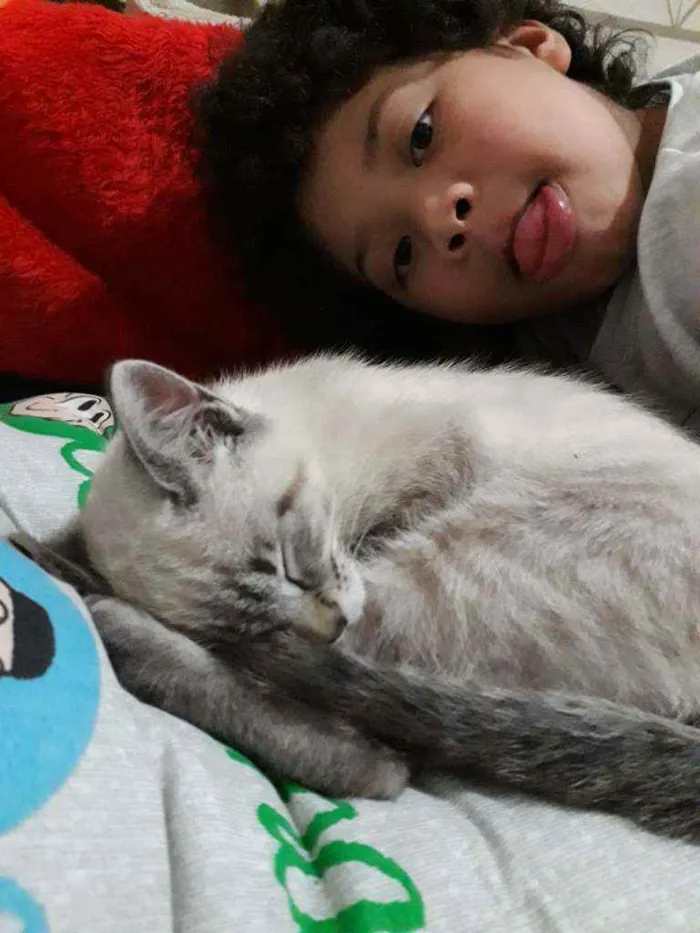 Gato ra a Siamês mestiço  idade 2 a 6 meses nome Max