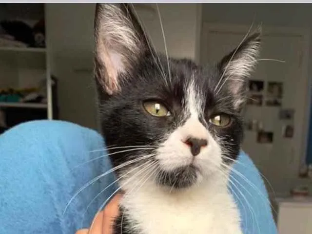 Gato ra a Srd frajola  idade 2 a 6 meses nome Itaim bebê lindo
