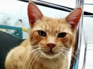 Gato raça Srd  idade 1 ano nome Lancelot ruivinho