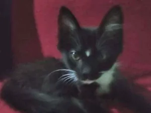 Gato raça SRD idade 2 a 6 meses nome Naz