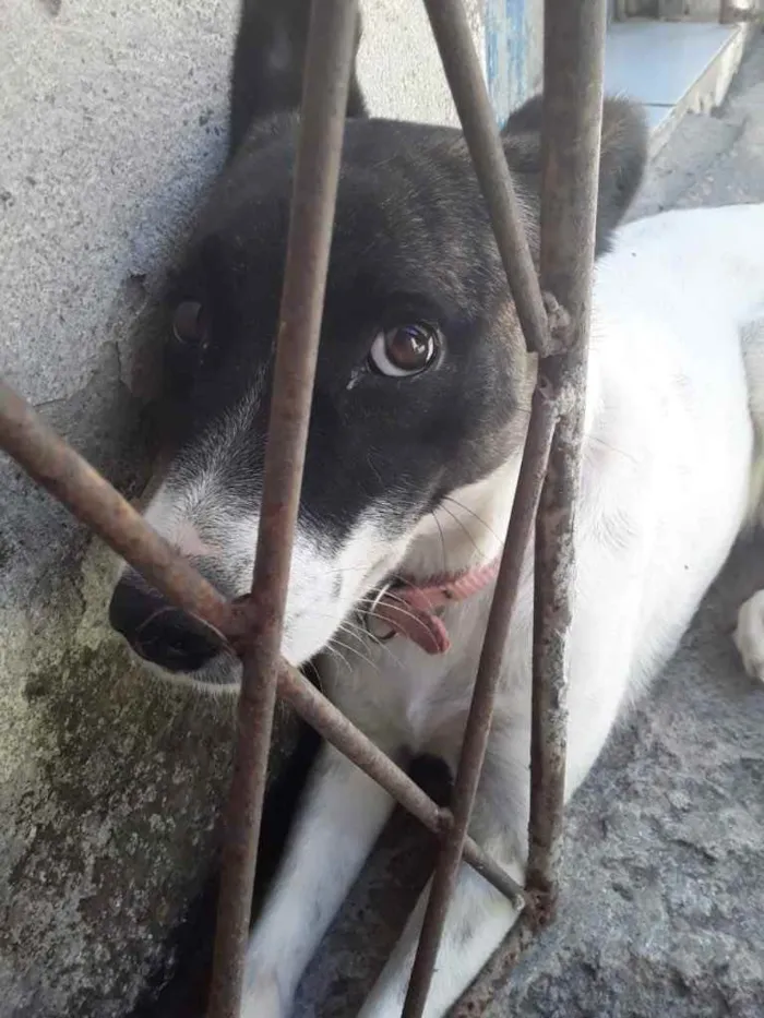 Cachorro ra a Mestiço  idade 2 anos nome Juliana