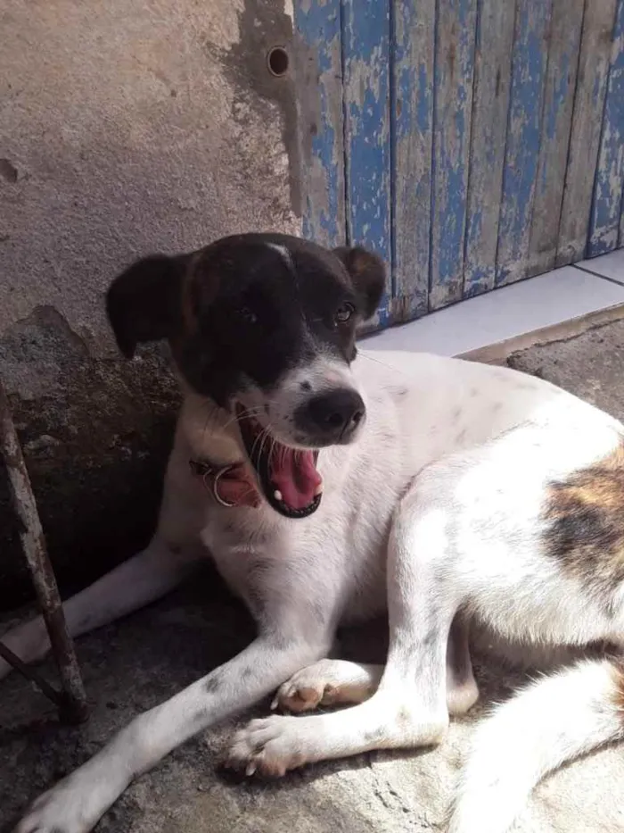 Cachorro ra a Mestiço  idade 2 anos nome Juliana