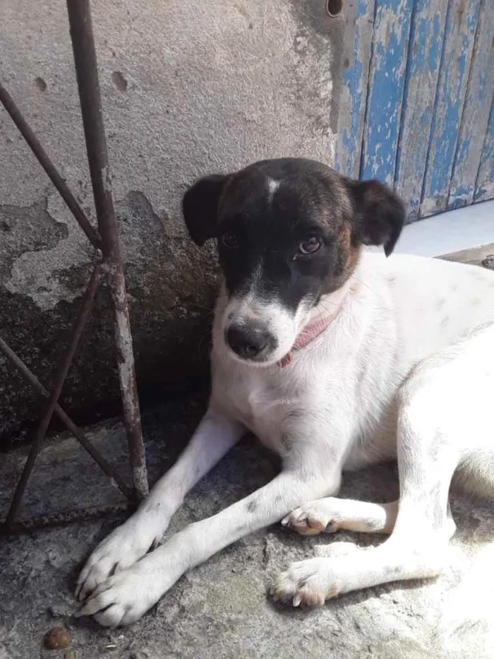 Cachorro ra a Mestiço  idade 2 anos nome Juliana