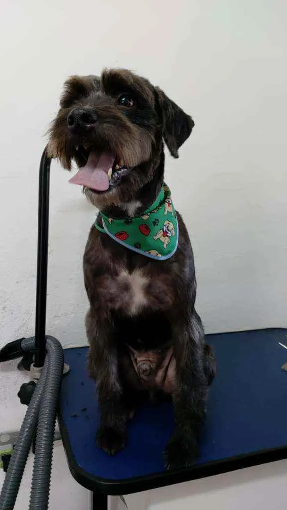 Cachorro ra a SRD idade 1 ano nome Batman