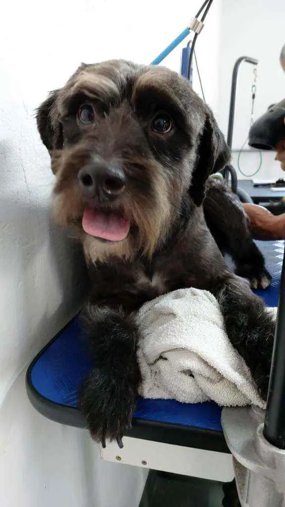 Cachorro ra a SRD idade 1 ano nome Batman