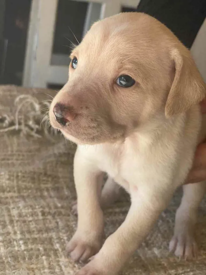 Cachorro ra a Indefinida idade Abaixo de 2 meses nome Belos filhotes
