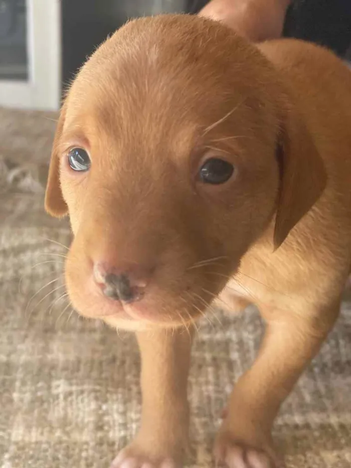 Cachorro ra a Indefinida idade Abaixo de 2 meses nome Belos filhotes