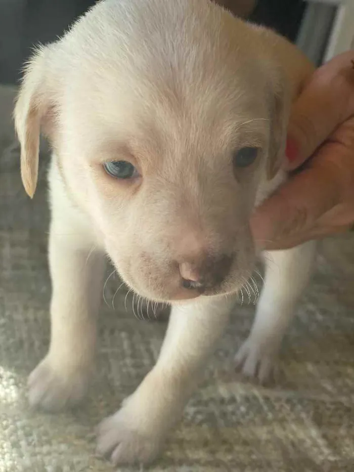 Cachorro ra a Indefinida idade Abaixo de 2 meses nome Belos filhotes