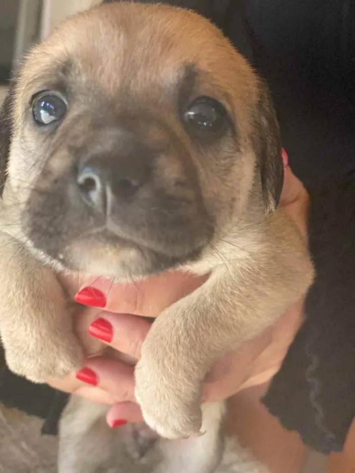 Cachorro ra a Indefinida idade Abaixo de 2 meses nome Belos filhotes