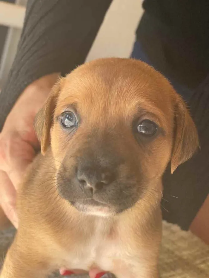 Cachorro ra a Indefinida idade Abaixo de 2 meses nome Belos filhotes