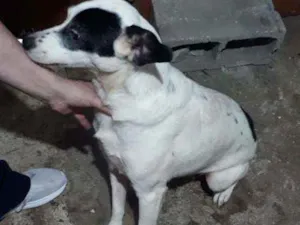 Cachorro raça SRD idade 3 anos nome Suspiro