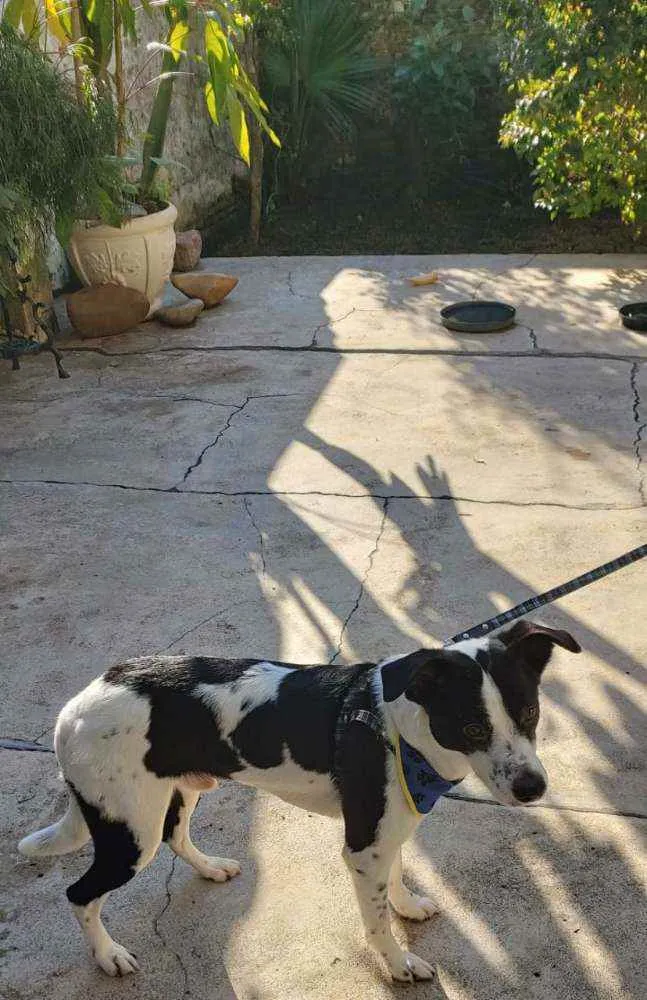 Cachorro ra a SRD idade 1 ano nome Robin