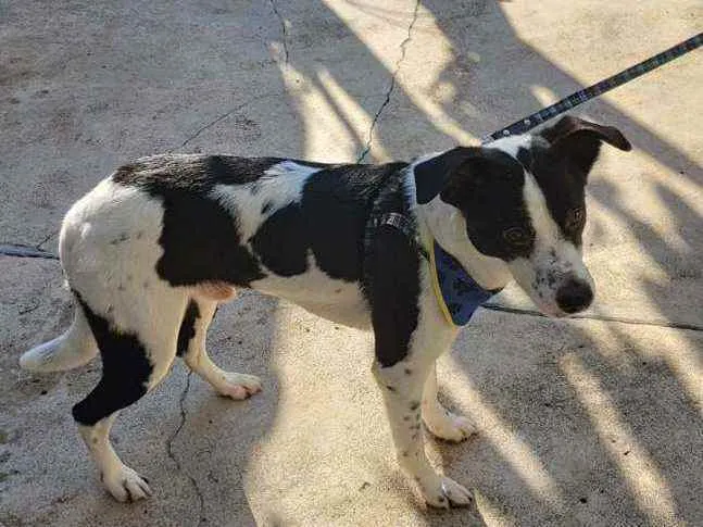 Cachorro ra a SRD idade 1 ano nome Robin