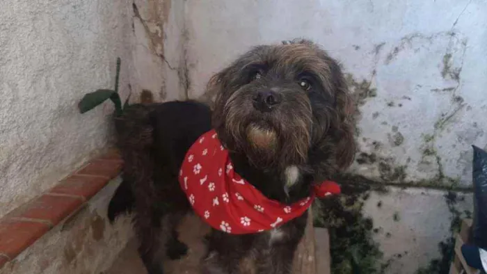 Cachorro ra a SRD idade 1 ano nome Batman