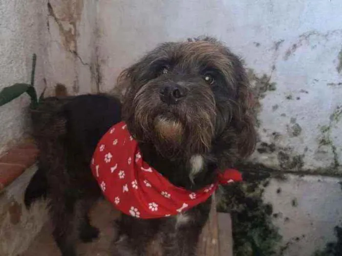 Cachorro ra a SRD idade 1 ano nome Batman