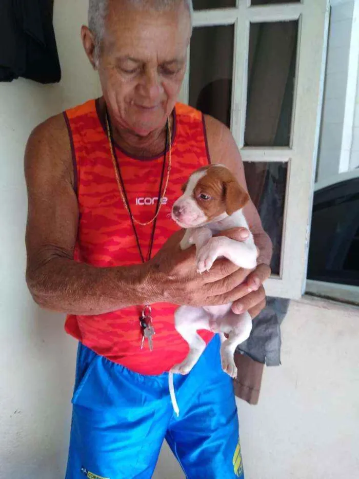 Cachorro raça SRD idade Abaixo de 2 meses nome 8 Fêmea e 1 Machinho