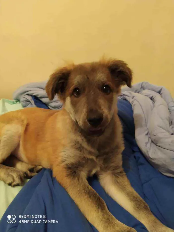Cachorro ra a Srd  idade 2 a 6 meses nome Thor
