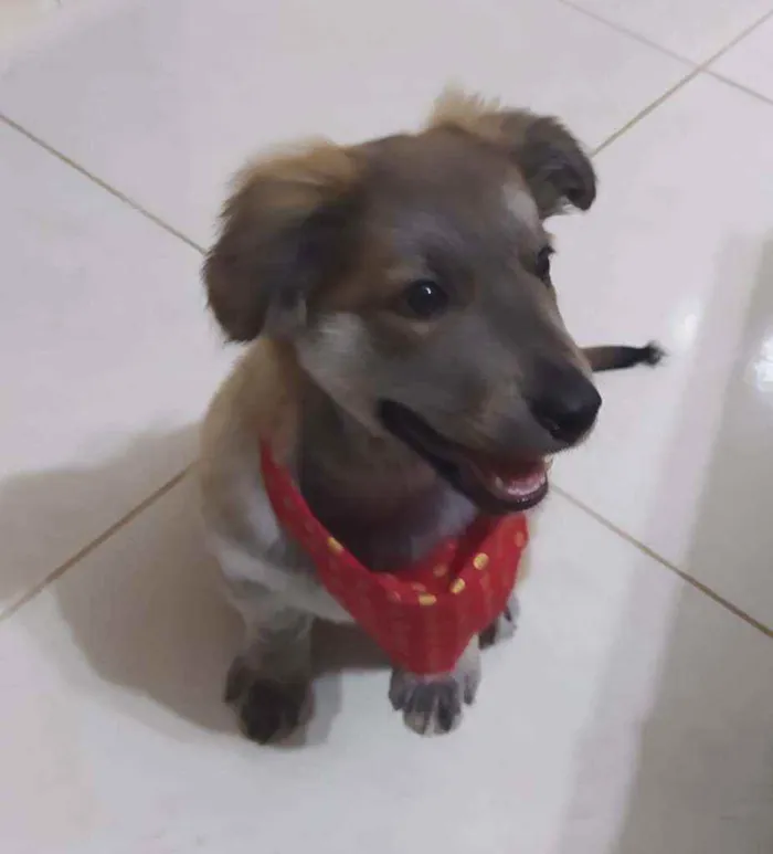 Cachorro ra a Srd  idade 2 a 6 meses nome Thor