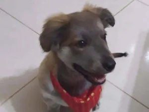 Cachorro raça Srd  idade 2 a 6 meses nome Thor