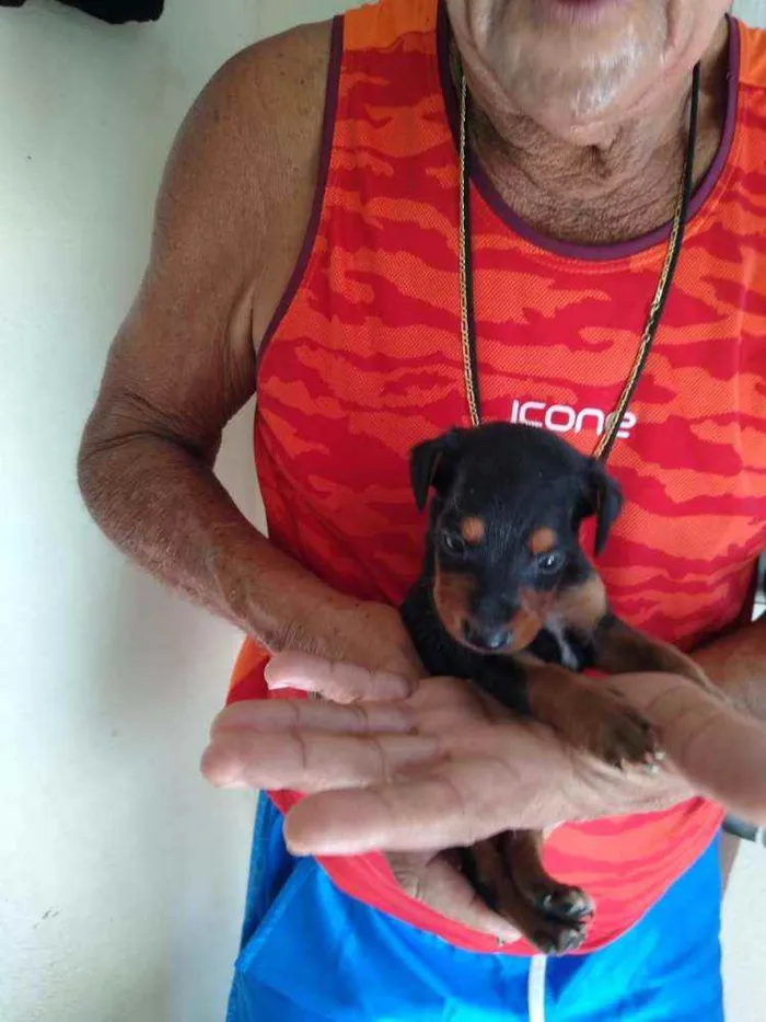 Cachorro raça SRD idade Abaixo de 2 meses nome 8 Fêmea e 1 Machinho