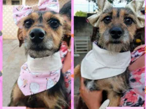 Cachorro raça SRD idade 2 anos nome Mel e Melissa 