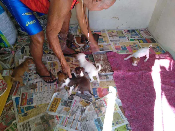 Cachorro raça SRD idade Abaixo de 2 meses nome 8 Fêmea e 1 Machinho