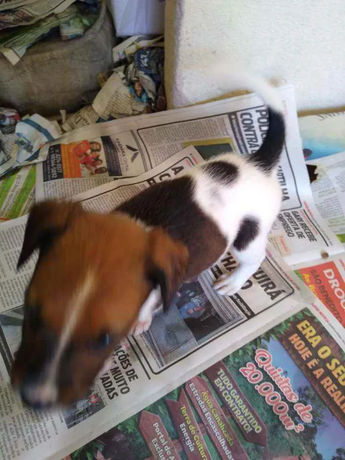 Cachorro raça SRD idade Abaixo de 2 meses nome 8 Fêmea e 1 Machinho