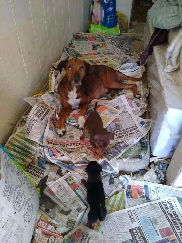 Cachorro raça SRD idade Abaixo de 2 meses nome 8 Fêmea e 1 Machinho