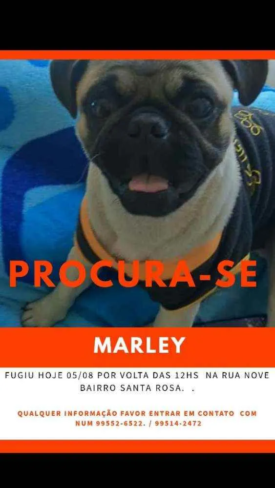 Cachorro ra a Pug idade 7 a 11 meses nome Marley