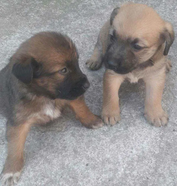 Cachorro ra a Vira lata  idade Abaixo de 2 meses nome Cachorrinhos 