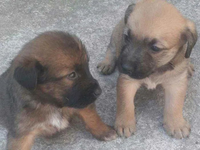 Cachorro ra a Vira lata  idade Abaixo de 2 meses nome Cachorrinhos 