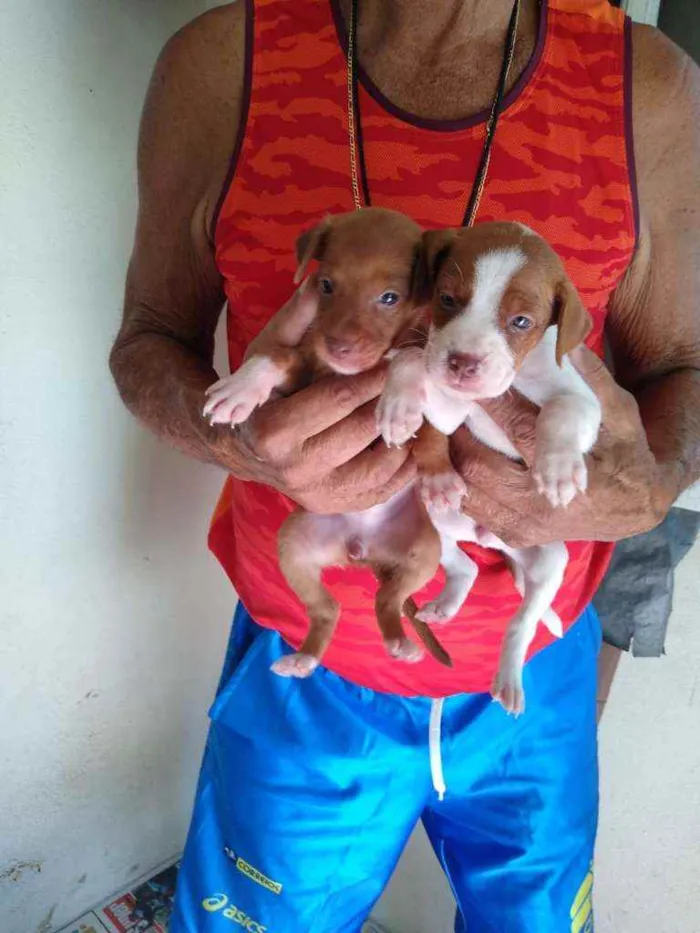Cachorro raça SRD idade Abaixo de 2 meses nome 8 Fêmea e 1 Machinho