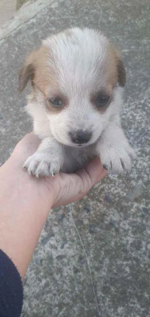 Cachorro ra a Vira lata  idade Abaixo de 2 meses nome Cachorrinhos 