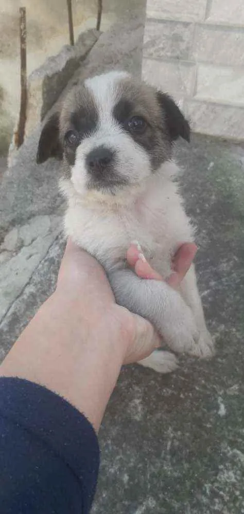 Cachorro ra a Vira lata  idade Abaixo de 2 meses nome Cachorrinhos 