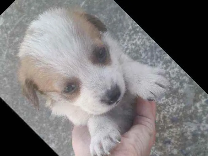 Cachorro ra a Vira lata  idade Abaixo de 2 meses nome Cachorrinhos 